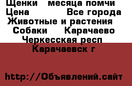 Щенки 4 месяца-помчи › Цена ­ 5 000 - Все города Животные и растения » Собаки   . Карачаево-Черкесская респ.,Карачаевск г.